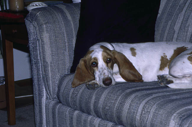 11.100 murphy couch#1BB4F2