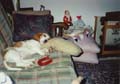 04 murphy puppy 1992