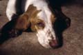 10.500 murphy sunni#1BB6B4