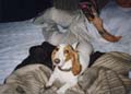 13.100 murphy