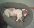 33.05 murphy sacked #10051